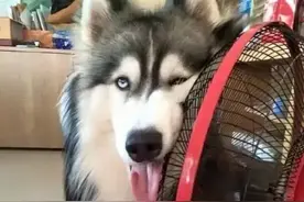 夏季千万不要把狗留在这里，不然随时会要了狗命图片