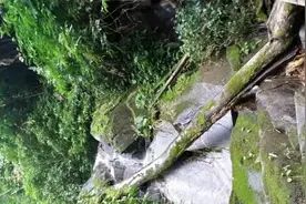 罕见！澳洲居民后院藏蛇窝，两红腹黑蛇惊现“碰头杀”，它有多毒图片