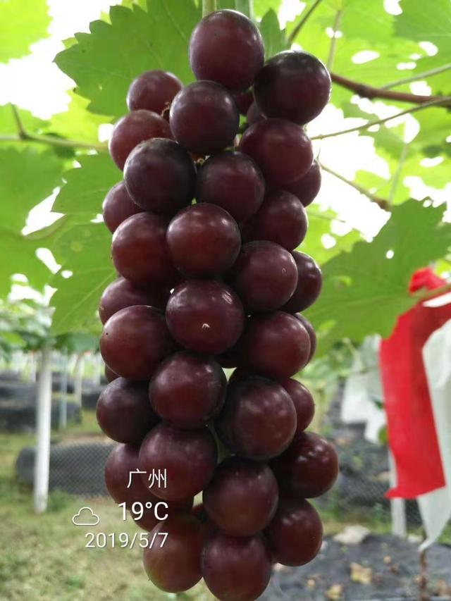 1#氨基酸颗粒有机质就那么神奇