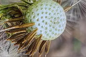 金行博览：清热解毒，利尿通淋-蒲公英图片