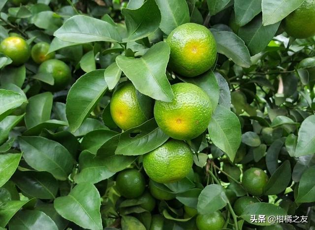 管理问题解答：柑橘果皮有点厚，喷着色要加氨基酸叶面肥吗？