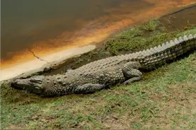 鳄鱼家族有多倒霉？努力两亿年，次次在马上称霸时被地球针对图片