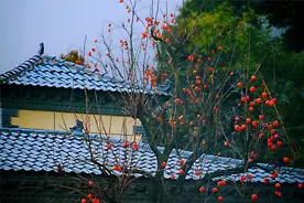 开远冬日：“柿柿”如意别样红图片