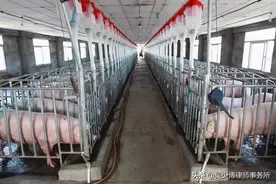 陕西一养殖场被强制拆除，经过法院审理判决百万赔偿款图片