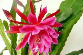 令箭荷花如何剪才能开花，特别是养了一段年限图片