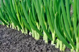 农民种植大葱，培育出壮苗，是大葱高产的关键一步，牢记5点操作图片