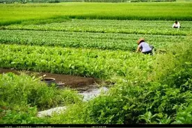 泸州茜草垻，我难以忘却的记忆（三）一第一个工业企业的演变图片
