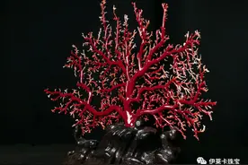 唯一有生命的稀世珍宝——红珊瑚图片
