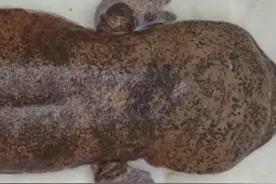 宁波一溪流里出现“巨型娃娃鱼”，脚有婴儿手掌大，你见过吗？图片