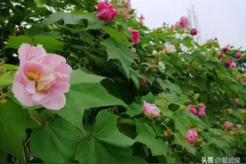 成都市区5万余株芙蓉花已盛开！快来天府芙蓉园打卡！图片