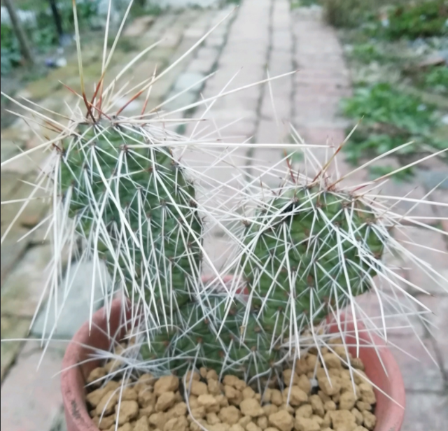 鱼鳞痣开花图片