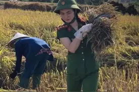 越南军中绿花现身田间，帮助民众收割稻子，网友：干农活也这么美图片
