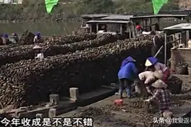 来到“中国蚝乡”阳西程村，这里遍地都是生蚝，这大场面你见过吗视频封面