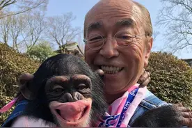 猩猩小庞学会手语、结婚生子，试图成为人类，后来怎么样了？图片