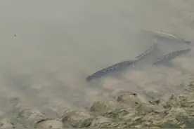 江苏男子拍到长江边成群黑鱼惊慌逃窜，回家后十倍慢放发现真相图片