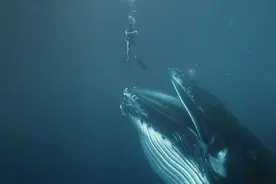 如果被鲸鱼吞下肚，还能活着的可能性有多大？会经历什么？图片