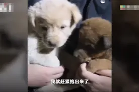 兰州一高校保安活埋两只小狗 社区回应：保安已停职 起因系狗咬人图片