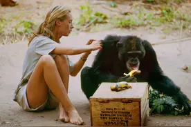 人类为什么失去全身毛发，只留下头部和隐私部位的毛发？图片