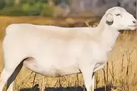 世界上最好的羊！搞一两只当种羊就厉害了图片