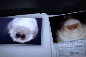 央视重口法医纪录片，网友直呼看不过瘾图片