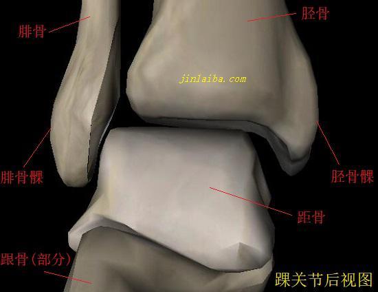 踝关节的构造及扭伤机制