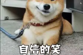 又不拴绳子！广州女子菜市场遭大狗扑咬，狗主人的态度让人气愤！5月1日起，遛狗不拴绳将违法图片