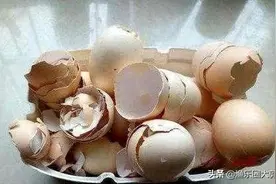 野钓鲫鱼不开口？窝料诱饵是关键！有了它还怕钓不到鱼吗？图片