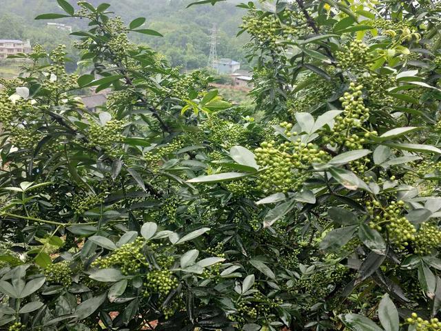 青花椒的种植管理技术