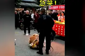 大狗金毛撕咬小狗不松口，众人喊打男子却不动手，女子反应亮了图片