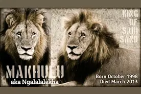 坏男孩联盟狮王之王恩格拉拉里克图片