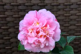 茶花上盆三个月了感觉叶子总是蔫蔫的是什么原因？3点建议图片