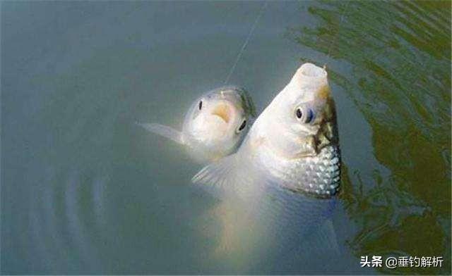 钓了20年鱼，才发现鸡精加在饵料里有这效果！我收藏了。