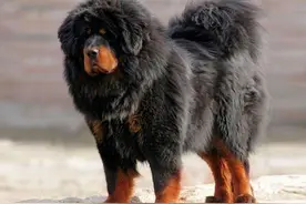 这6种狗不要随便养，一旦养了，就只认定你一个主人了图片