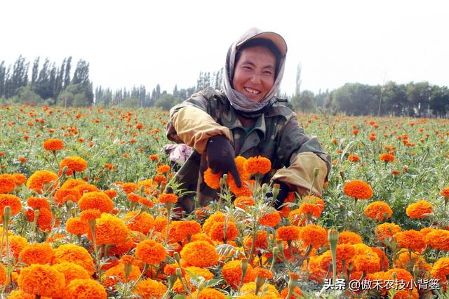 腐植酸、氨基酸、海藻酸、鱼蛋白，如何辨别挑选？各有什么优点？
