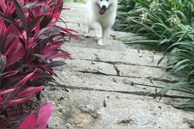 带狗子去公园放风图片