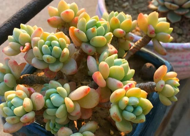 香味浓郁的7种多肉,邻居闻着就馋