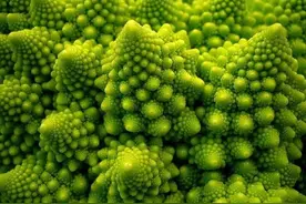 植物也会数学，脑洞大开的“几何植物”图片