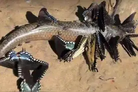 南美洲蝴蝶杀人案图片