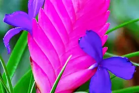 铁兰～粉扇开紫花，共生画中画。玲珑紫凤梨，靓丽又典雅。图片