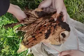 永新一男子山脚下捕猎野生动物，结果被抓图片