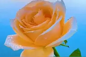 感情里，女人越想你，越会这样对你，别不懂图片