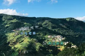 号称云南普洱茶价格标杆的冰岛茶，到底有多神秘图片