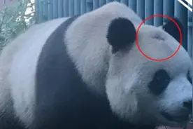 “脱发胖大海”怎么样了？今天动物专家为大熊猫福星“会诊”图片