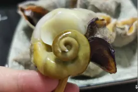 海边码头常见，海边人常吃的这十几种海鲜，您怎么看？图片