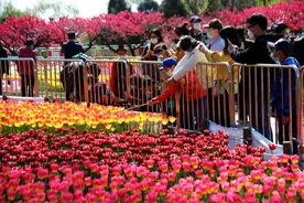 北京植物园：满园春色“拦不住”，“罩看”百花争艳图片