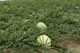 去年爆款，沙漠西瓜品种，反馈很不赖，又甜又好种，大家试种下图片