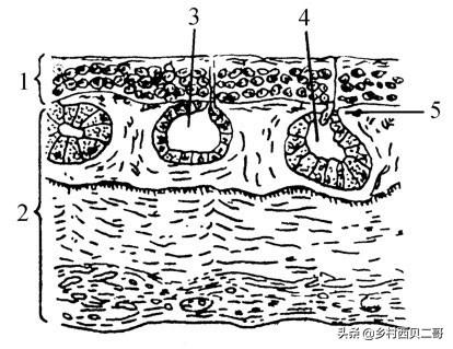 牛蛙的人工高效养殖技术