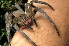 世界上最毒蜘蛛，被咬的男性会引起持续数小时的“生理反应”图片