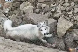 暖心！大理地区罕见的“雪地精灵”误入住宅区后获救图片