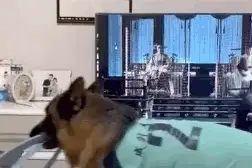 当萌娃遇上狗狗，那是神仙也写不出来的剧情图片